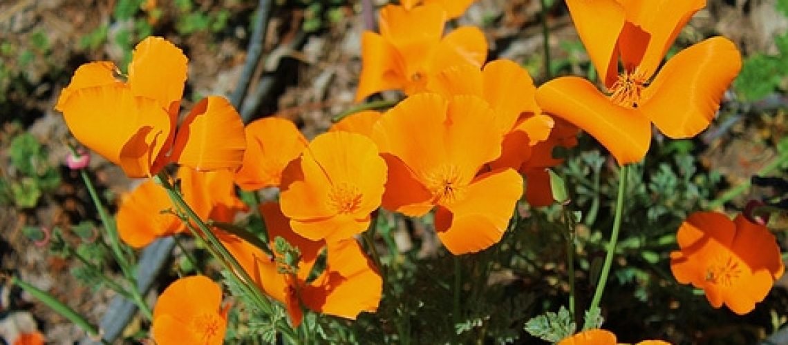amapola california