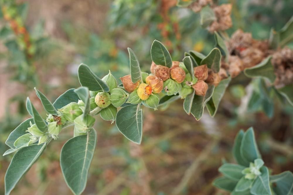 ashwaganda