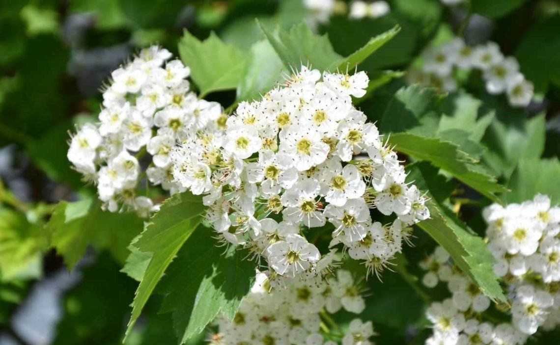 espino blanco