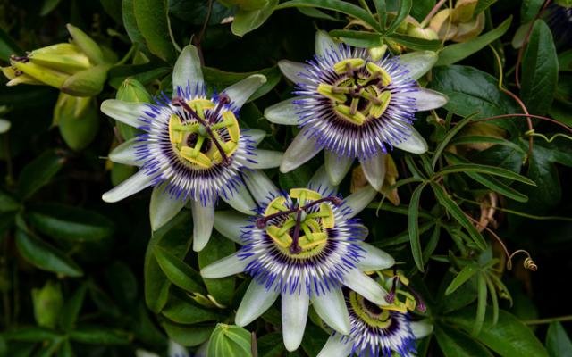pasiflora