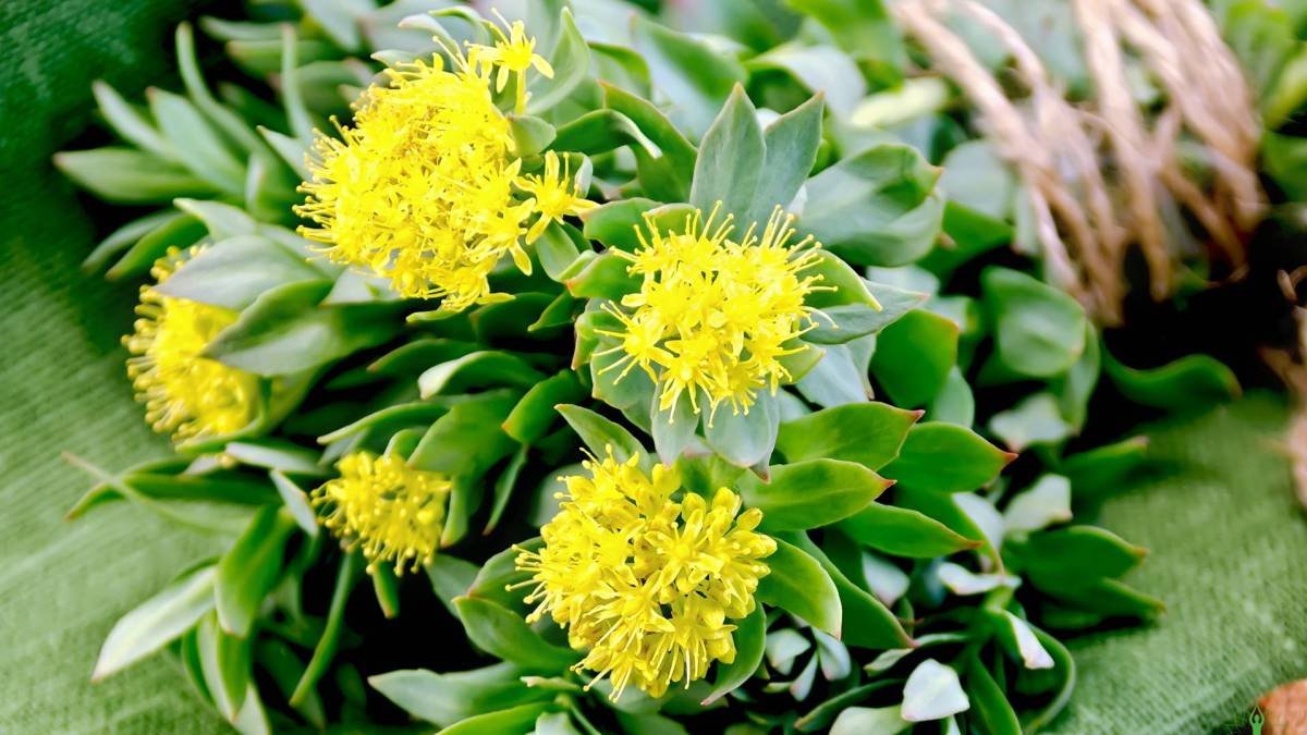 rhodiola