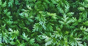 Artemisa Planta- Salud Alquimia Artemisa Planta- Salud Alquimia