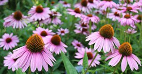 Equinacea Planta - Salud Alquimia Equinacea Planta - Salud Alquimia