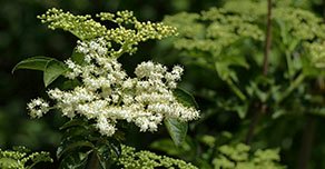 Sauco Planta Medicinal - Salud Alquimia Sauco Planta Medicinal - Salud Alquimia