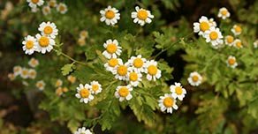 Planta Matricaria - Tratamiento Natural Salud Alquimia